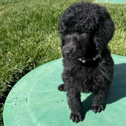 Tomasina - Black female Poodle puppy in Hesperia, California from Whitesock Standard Poodles