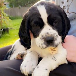 English Springer Spaniel Puppies from WorleyByrd Springers