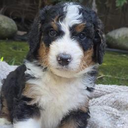 Orange Boy - Tri-color male Bernedoodle puppy in Brea, California from River Doodles