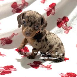 Chocolate and Tan Dapple Male Smooth Orange Collar - Chocolate and tan male Dachshund puppy in Cleveland, Tennessee from Kelly's Doxie Farm