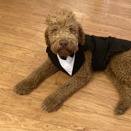 Theo - Goldendoodle