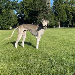 Saluki Puppies from Sahar Paz Salukis