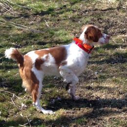 Brittanys from Ricks Brittany Kennel