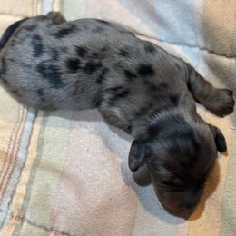 Tony - Dapple male Dachshund puppy in Florence County, South Carolina from Modern Family Standards