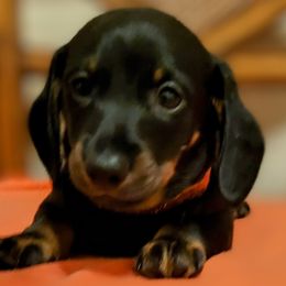 Igore - Black and tan Dachshund puppy in Jesup, Georgia from Brotts Fur Babies