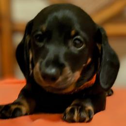 Igore - Black and tan Dachshund puppy in Jesup, Georgia from Brotts Fur Babies