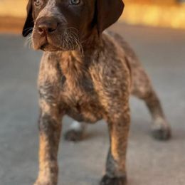 German Shorthaired Pointers from Sho-Me Shorthairs