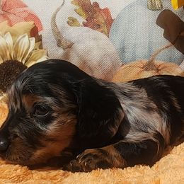 Blossom - Dapple female Dachshund puppy in Goodman, Missouri from Darling Dachshunds