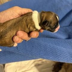 Grey - Black gold and white female Mal-Shi puppy in Walterboro, South Carolina from Puddlejumpers