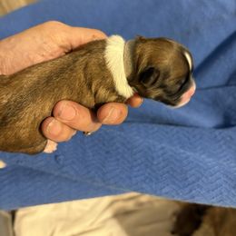 Grey - Black gold and white female Mal-Shi puppy in Walterboro, South Carolina from Puddlejumpers