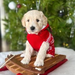 Hot Wheel - Apricot male Goldendoodle puppy in Sterling, Illinois from Charley's Goldendoodles