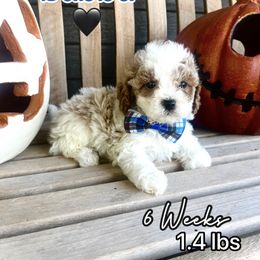 Bubba - White male Cavapoo puppy in Runaway Bay, Texas from Green Ranch Doodles