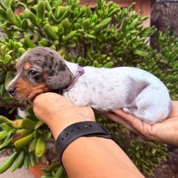 Puppy 4 - Dapple female Dachshund puppy in Riverside, California from Saddle Up Dachshunds