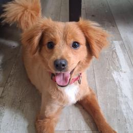 Simba - Companion Cross