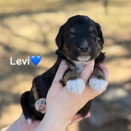 Levi - Black tri-color male Aussiedoodle puppy in Lancaster, Minnesota from Finney Ranch