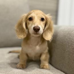 Thibodeaux - Dapple male Dachshund puppy in Baton Rouge, Louisiana from Bayou d’ Elara Dachshunds