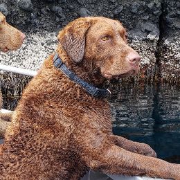 Yara - Chesapeake Bay Retriever