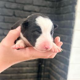 Bo - Black and white male Border Collie puppy in Taylor, Arizona from Vowell Farm Border Collies