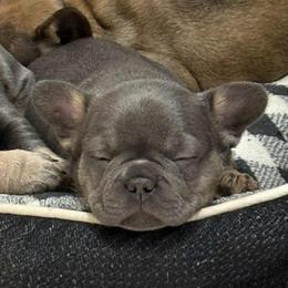 Storm - Blue female French Bulldog puppy in Hemlock, Michigan from A&D Frenchies