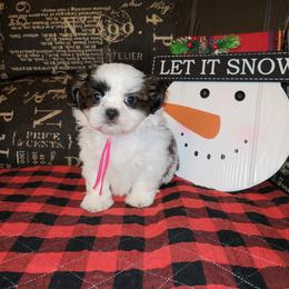 Girl 2 - Tricolor female Shih Tzu puppy in Wooster, Ohio from Mending Hearts Shih Tzu's