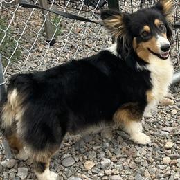 American Corgis and Pembroke Welsh Corgis from Martinez Corgis