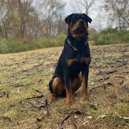 Rottweiler All Grown Up from Familienwachter Rottweilers