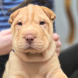Tiny Red blue collar - Red fawn female Chinese Shar-Pei puppy in Rome, Pennsylvania from Maynard Hills Chinese Sharpeis