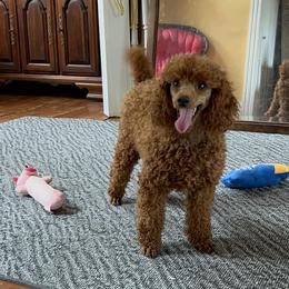 Tina - Poodle