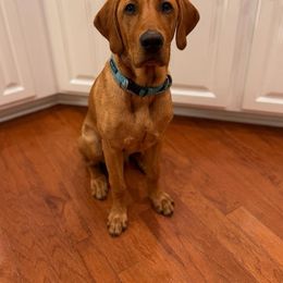 Labrador Retriever All Grown Up from Cedar Mountain Retrievers