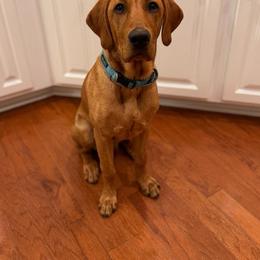 Labrador Retriever All Grown Up from Cedar Mountain Retrievers