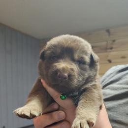 Spaghetti (Green) - Liver male German Shepherd puppy in Garrett, Indiana from Devil-Dog Shepherds