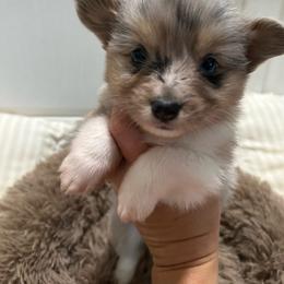 Full fluffy Bob - Blue merle and white male American Corgi puppy in Decatur, Texas from Bar S Corgis