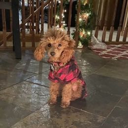 Rodeo - Poodle