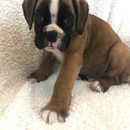 Boxer Puppies from Cimarron European Boxers