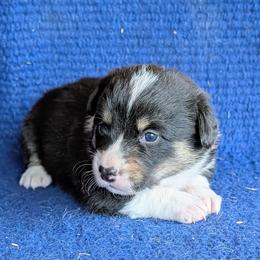 Molly - Black and tan female American Corgi puppy in Shawnee, Oklahoma from Sunray Ranch