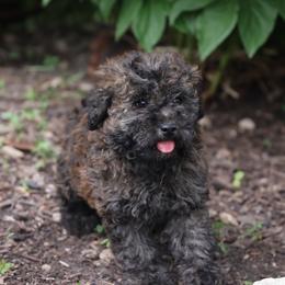 Onna - Merle female Whoodle puppy in West Bend, Iowa from Blue Skies Terriers