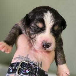 Puma - Dilute blue female Australian Shepherd puppy in London, Kentucky from Kenmont Kennels