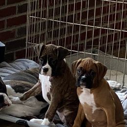 Boxer Puppies from Fineview Boxers