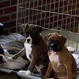 Boxer Puppies from Fineview Boxers