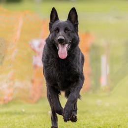 Zeus - German Shepherd