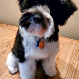 Miniature Schnauzer Puppies from Parti-Tyme Miniature Schnauzers
