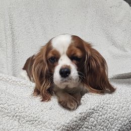 Aussiedoodle, Cavalier King Charles Spaniel, Companion Cross, French Bulldog, Goldendoodle, Morkie, Pomsky, Pug, and Yorkshire Terrier All Grown Up from We R Puppies