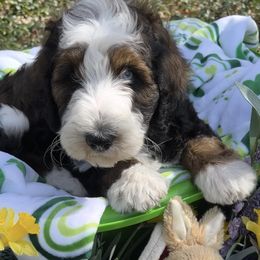 Bernedoodle Puppies from Doodles & Spice
