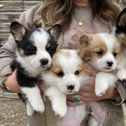 Pembroke Welsh Corgi Puppies from Farm Charm Corgis