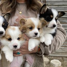 Pembroke Welsh Corgi Puppies from Farm Charm Corgis
