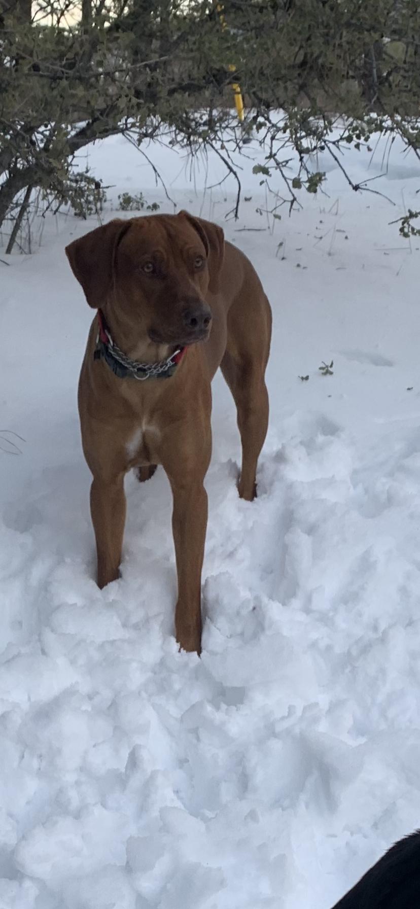 Alpine Ranch Ridgebacks in California | Rhodesian Ridgeback puppies ...