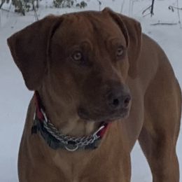 Rhodesian Ridgebacks from Alpine Ranch Ridgebacks