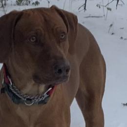 Rhodesian Ridgebacks from Alpine Ranch Ridgebacks