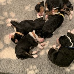 Bernedoodle and Goldendoodle Puppies from Colorado Springs Doodles
