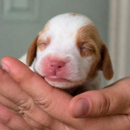 Lemonhead - Lemon and white male Beagle puppy in Lake City, Florida from Sunkissed Beagles